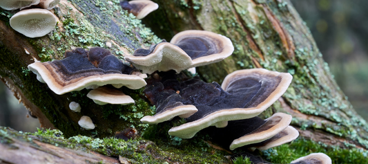 3 Crucial Tips for Selecting an Effective Turkey Tail Mushroom Supplement