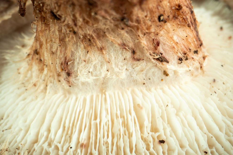 Can You Eat Lion's Mane Mushroom Raw? What To Know