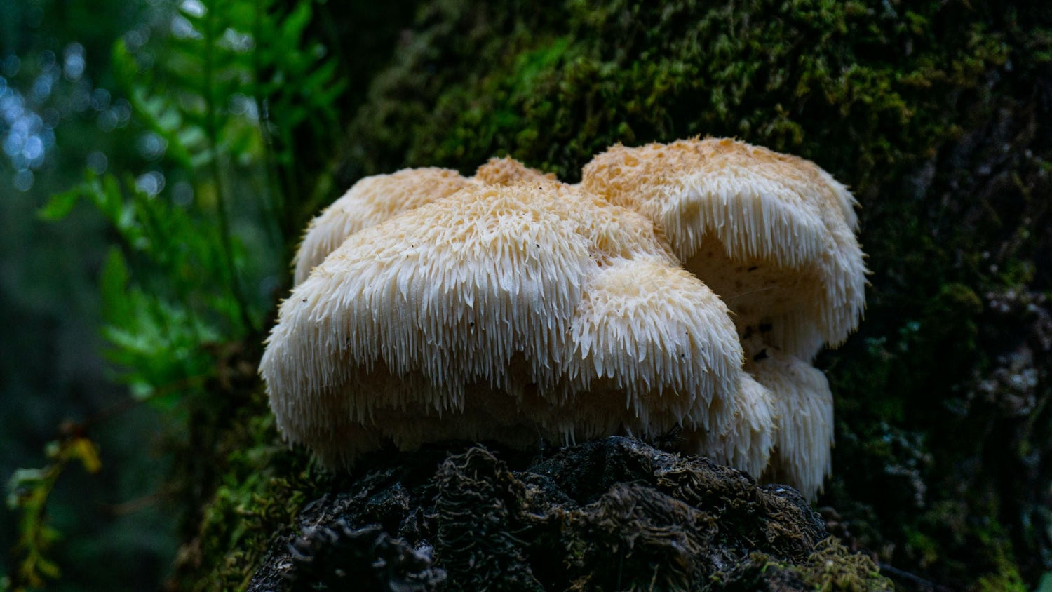 Lion's Mane Side Effects And Safety Considerations