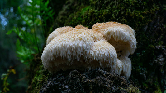 Lion's Mane Side Effects And Safety Considerations