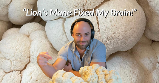 How To Finally Fix Your Brain Fog and Reclaim Memory Recall Using Lion's Mane Mushrooms