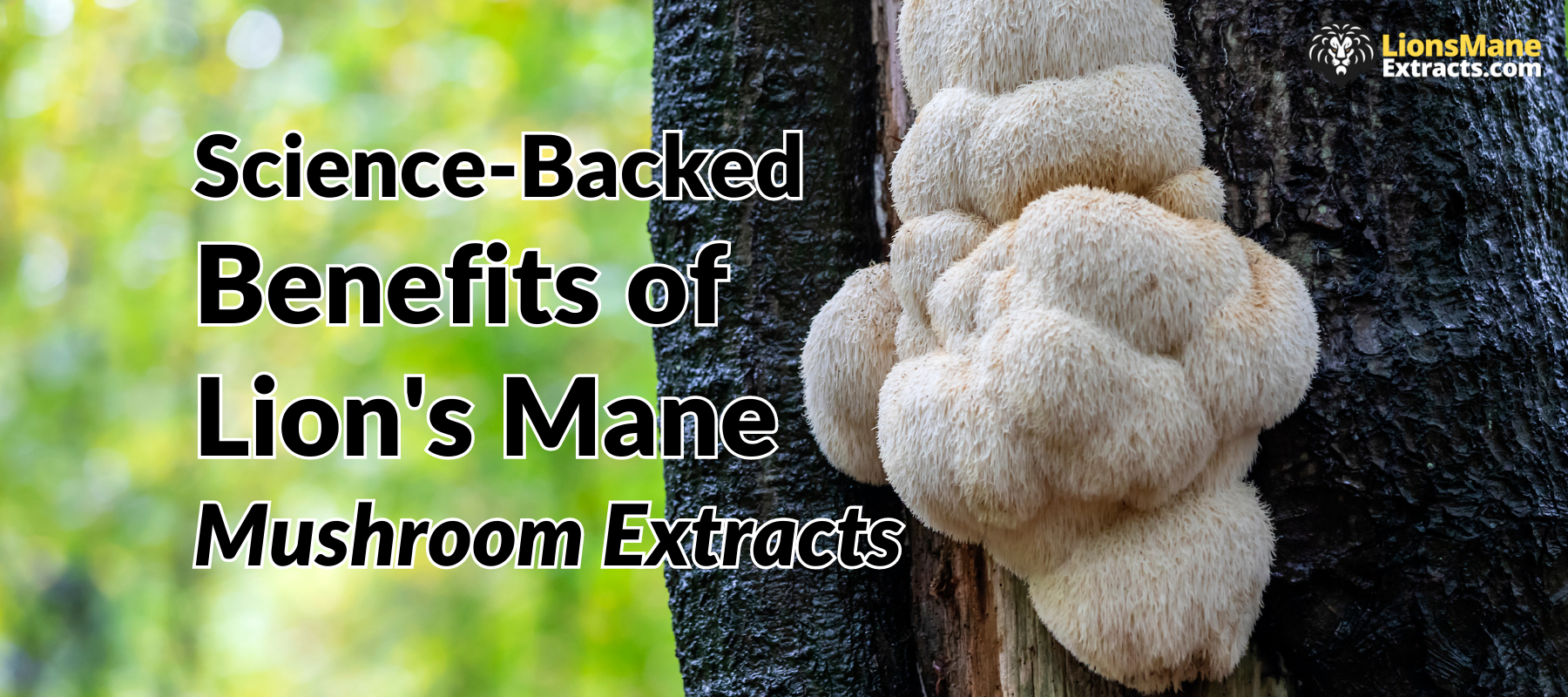 Unpacking The Science-Backed Health Benefits Of Lion's Mane Mushroom E ...