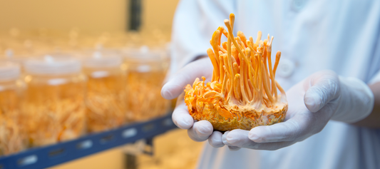 3 Crucial Tips for Selecting a Safe and Effective Cordyceps Mushroom Extract