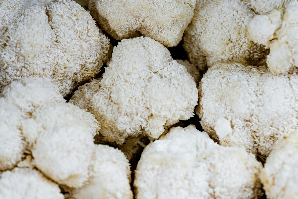 What Is Lion's Mane And Why Is It So Popular?