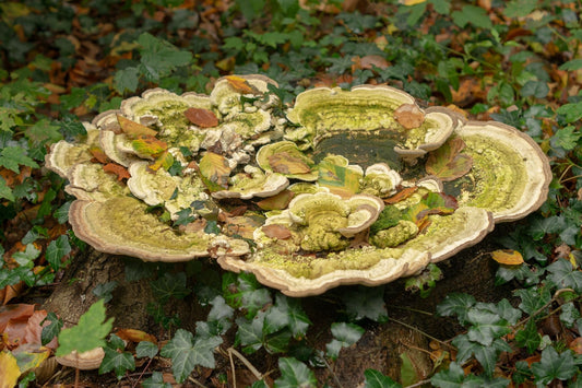 Where Does Lion's Mane Mushroom Grow? Full Guide