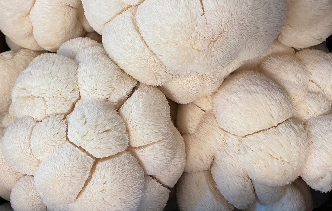 Discover the Secrets to Unlocking the Full Potential of Lion's Mane Mushrooms